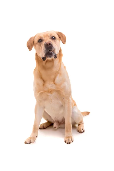 Young Labrador  dog — Stock Photo, Image