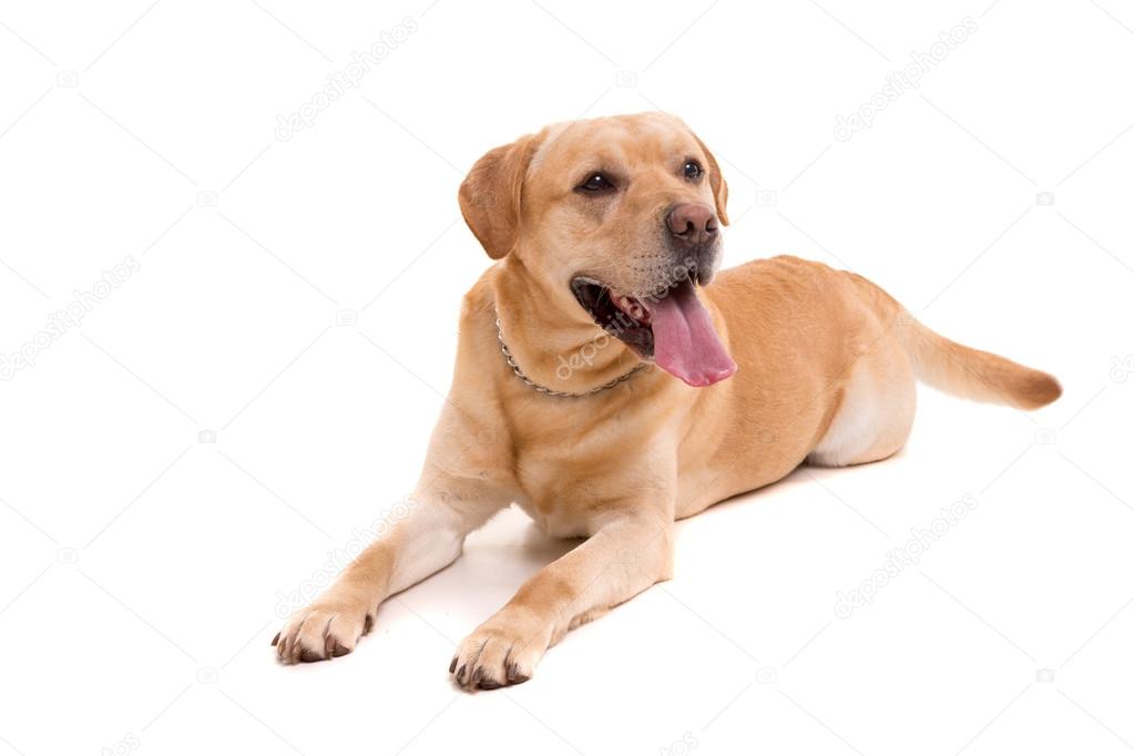 Young Labrador  dog