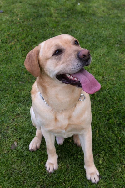 Dog Playing at the park — Stock Photo, Image