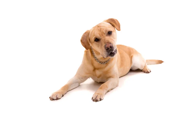 Joven perro Labrador — Foto de Stock