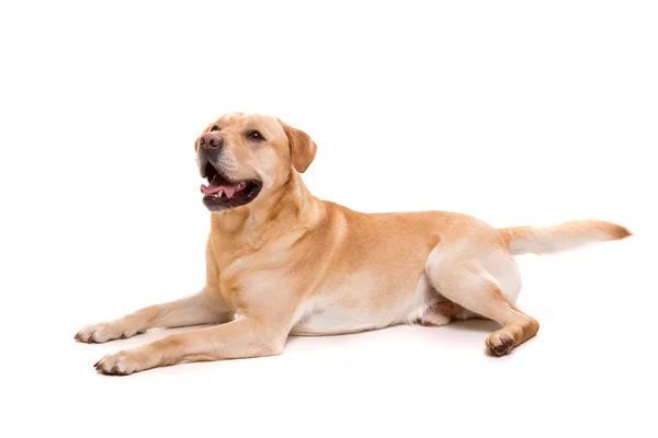 Junger Labrador-Hund — Stockfoto