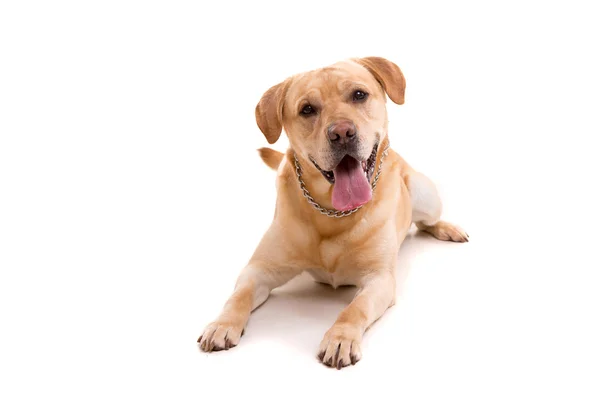 Genç Labrador köpek — Stok fotoğraf