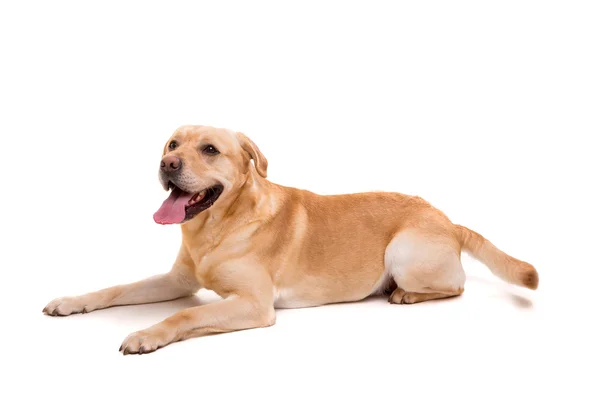 Young labrador dog — Stock Photo, Image