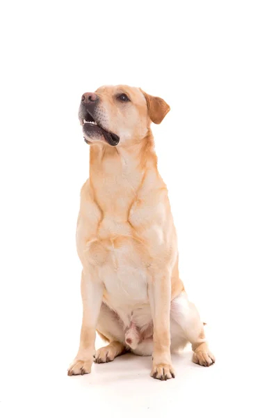 Young labrador dog — Stock Photo, Image