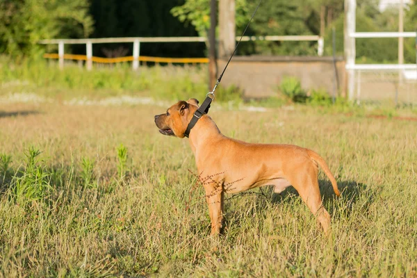 Τεριέ Staffordshire bull — Φωτογραφία Αρχείου