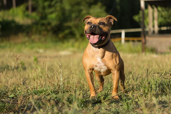 Staffordshire bull terrier — Stock Photo, Image