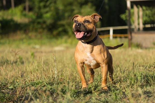 Τεριέ Staffordshire bull — Φωτογραφία Αρχείου