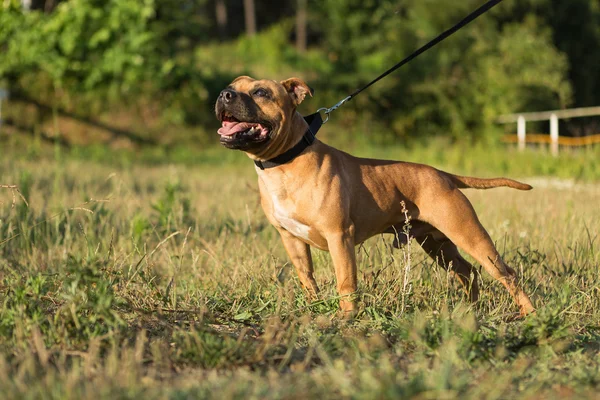 斯塔福郡斗牛犬 — 图库照片