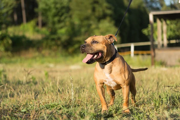 Τεριέ Staffordshire bull — Φωτογραφία Αρχείου