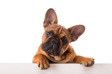 Fransız bulldog köpeği.