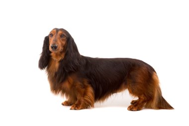Teckel (dachshund) - studio vurdu