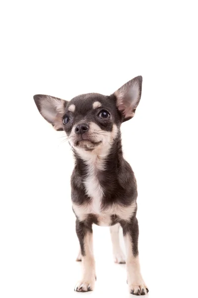Filhote de cachorro Chihuahua - tiro estúdio — Fotografia de Stock