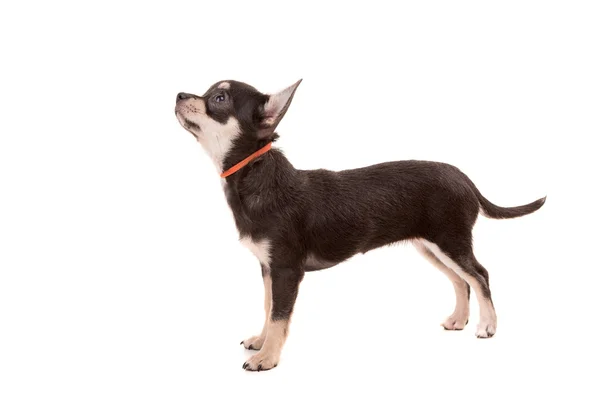 Chihuahua-Welpe - Studioaufnahme — Stockfoto