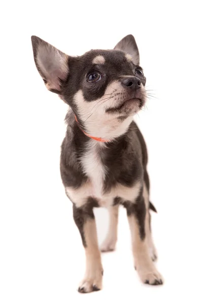 Chihuahua köpek yavrusu - studio vurdu — Stok fotoğraf