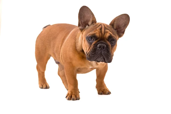 Cucciolo bulldog francese — Foto Stock