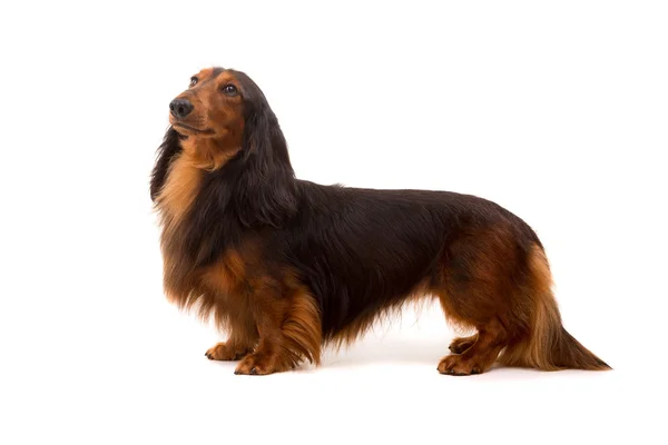 Teckel (dachshund) - studio vurdu — Stok fotoğraf