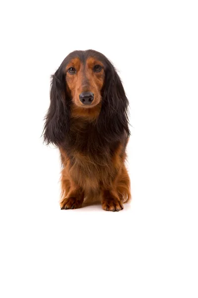 Teckel (dachshund) - studio vurdu — Stok fotoğraf