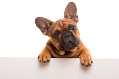 Fransız bulldog köpeği.