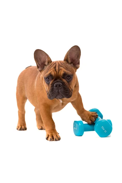 Cachorrinho Bulldog francês na dieta — Fotografia de Stock