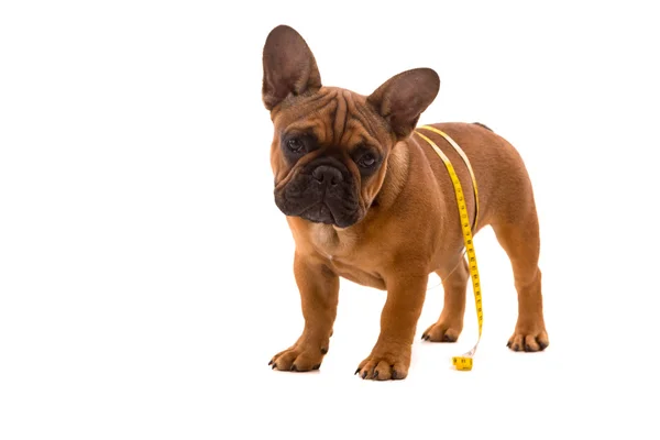 Cachorrinho Bulldog francês na dieta — Fotografia de Stock