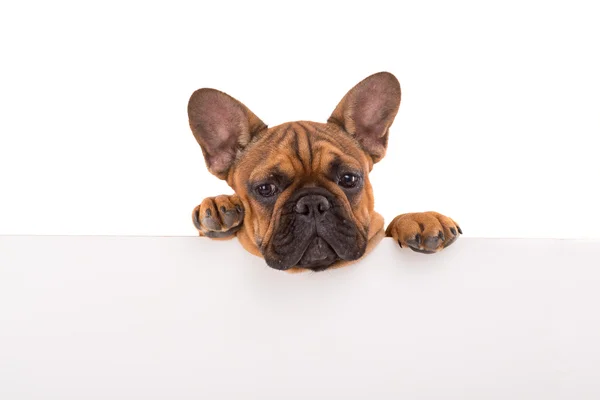 Cucciolo bulldog francese — Foto Stock