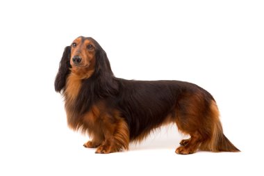 Teckel (dachshund) - studio vurdu