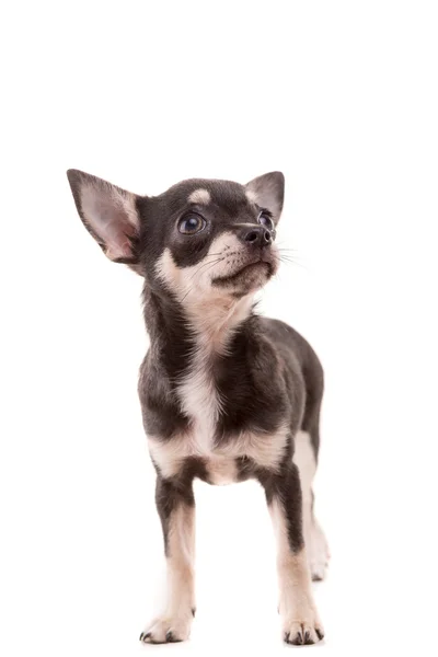 Chihuahua-Welpe - Studioaufnahme — Stockfoto