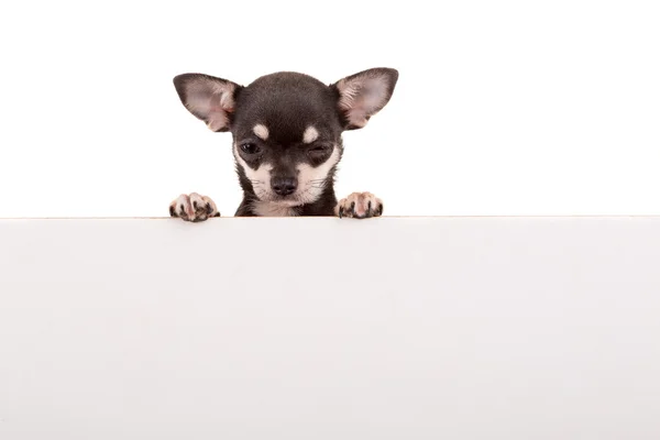 Chihuahua puppy - studio shot Stock Image