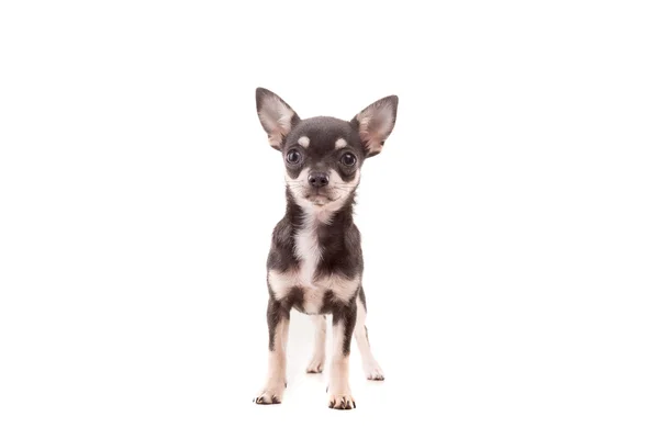 Chihuahua-Welpe - Studioaufnahme — Stockfoto