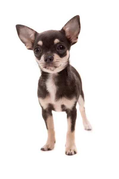 Chihuahua cucciolo - ripresa in studio — Foto Stock