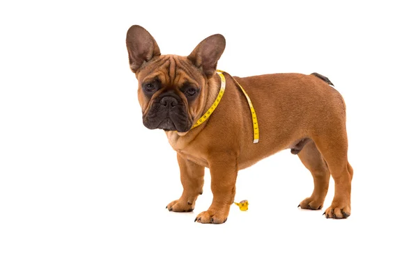 French Bulldog puppy on diet — Stock Photo, Image