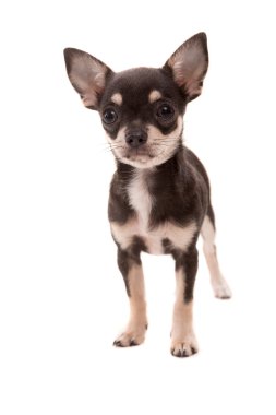 Minik chihuahua yavrusu