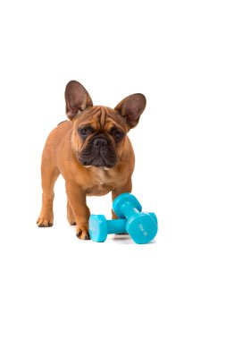 Fransız Bulldog yavru diyet