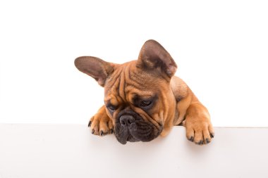 Fransız bulldog köpeği.
