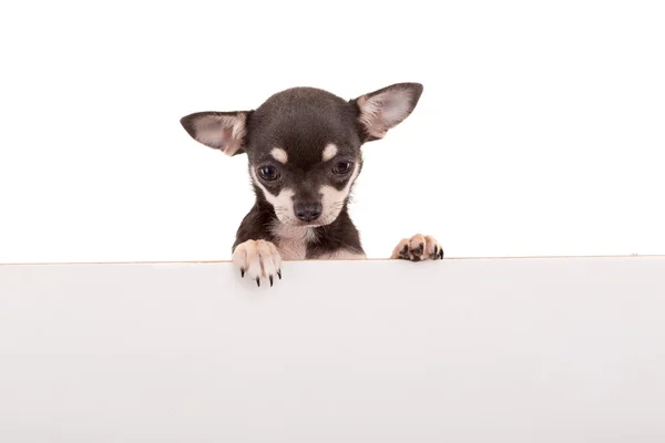 Tiny Chihuahua puppy — Stock Photo, Image