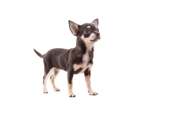 Chihuahua-Welpe - Studioaufnahme — Stockfoto