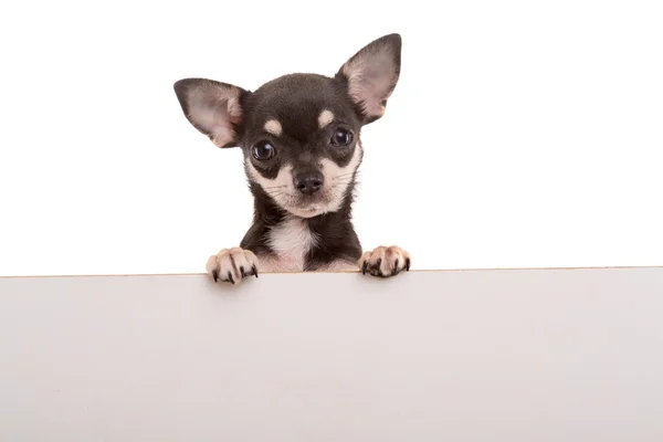 Chihuahua-Welpe - Studioaufnahme — Stockfoto