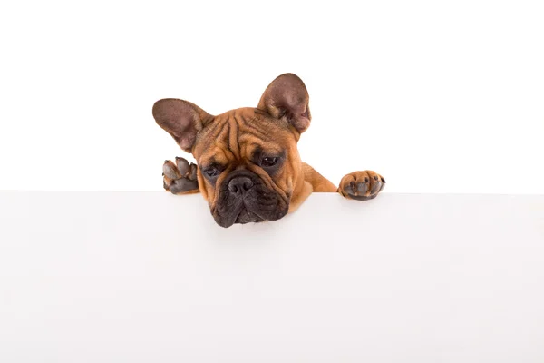 Chihuahua puppy - studio shot — Stock Photo, Image