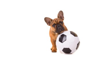 Chihuahua köpek yavrusu - studio vurdu