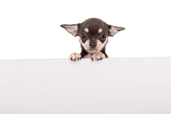 Chihuahua köpek yavrusu - studio vurdu — Stok fotoğraf