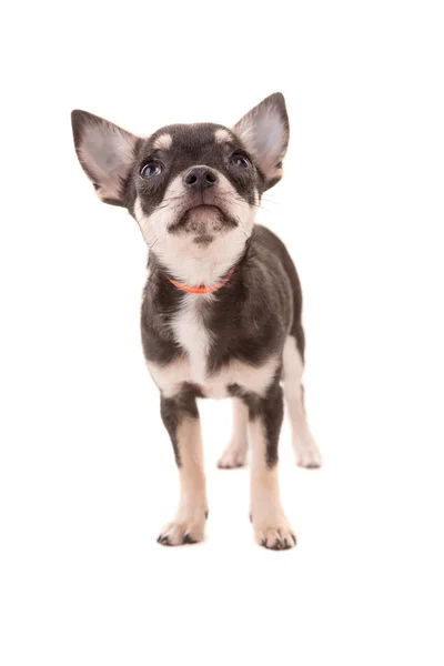 Chihuahua щенок - студия съемки — стоковое фото