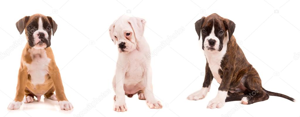 3 types of boxer puppies