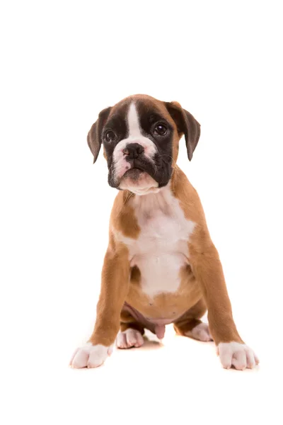 Beautiful boxer puppy — Stock Photo, Image