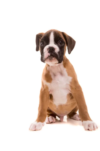 Bonito Boxer Cachorrinho — Fotografia de Stock