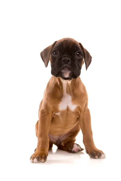 Bellissimo cucciolo di boxer — Foto Stock