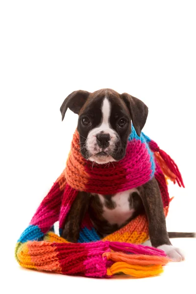 Bonito Boxer Cachorrinho — Fotografia de Stock