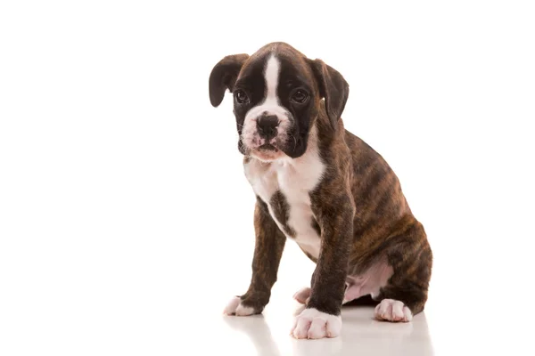 Bonito Boxer Cachorrinho — Fotografia de Stock