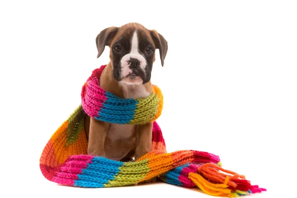Güzel boxer köpek yavrusu — Stok fotoğraf