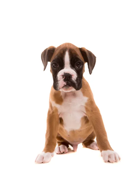 Boxer Cachorro Imagenes Fotos De Stock Libres De Derechos Depositphotos