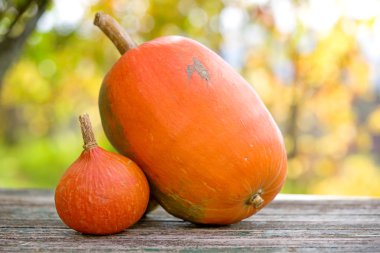 Sonbahar kabaklar ahşap masa üzerinde. Güzel sonbahar Pumpkins Şükran günü